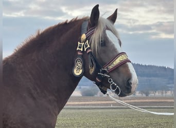 Sangre fría del sur de Alemania, Caballo castrado, 3 años, 164 cm, Alazán-tostado