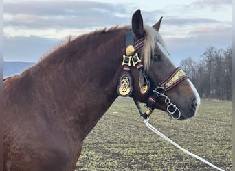 Sangre fría del sur de Alemania, Caballo castrado, 3 años, 164 cm, Alazán-tostado