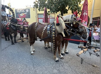 Sangre fría del sur de Alemania, Caballo castrado, 3 años, 164 cm, Alazán-tostado