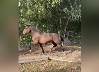 Sangre fría del sur de Alemania, Caballo castrado, 3 años, 173 cm, Castaño