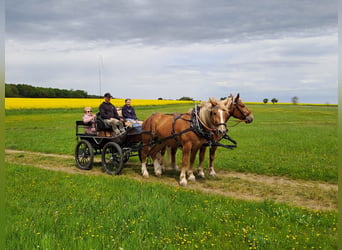 Sangre fría del sur de Alemania, Caballo castrado, 4 años, 167 cm, Alazán