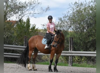Sangre fría del sur de Alemania, Caballo castrado, 4 años, 168 cm, Castaño