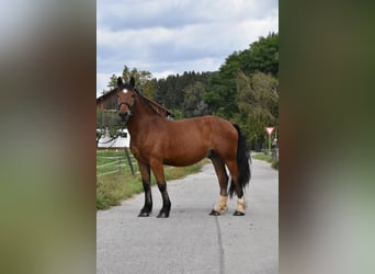 Sangre fría del sur de Alemania, Caballo castrado, 4 años, 168 cm, Castaño