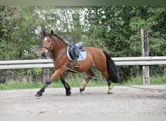 Sangre fría del sur de Alemania, Caballo castrado, 4 años, 168 cm, Castaño
