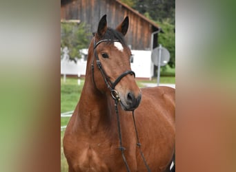Sangre fría del sur de Alemania, Caballo castrado, 4 años, 168 cm, Castaño