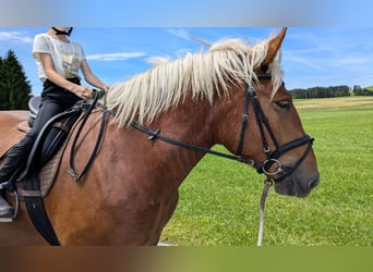 Sangre fría del sur de Alemania, Caballo castrado, 5 años, 165 cm, Alazán