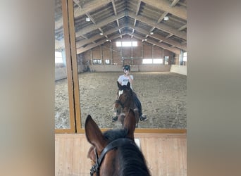 Sangre fría del sur de Alemania, Caballo castrado, 5 años, 165 cm, Castaño