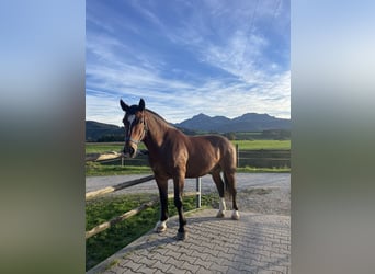 Sangre fría del sur de Alemania, Caballo castrado, 5 años, 165 cm, Castaño