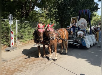 Sangre fría del sur de Alemania, Caballo castrado, 5 años, 168 cm, Alazán-tostado