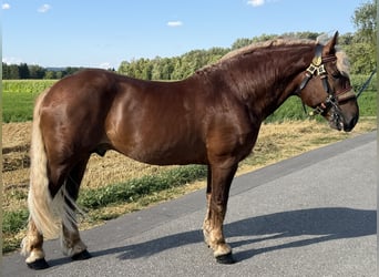 Sangre fría del sur de Alemania, Caballo castrado, 5 años, 172 cm, Alazán-tostado