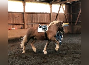 Sangre fría del sur de Alemania, Caballo castrado, 8 años, 186 cm, Alazán
