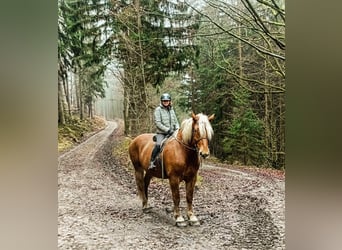 Sangre fría del sur de Alemania, Caballo castrado, 8 años, 186 cm, Alazán