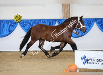 Sangre fría del sur de Alemania, Semental, 2 años, 163 cm, Castaño