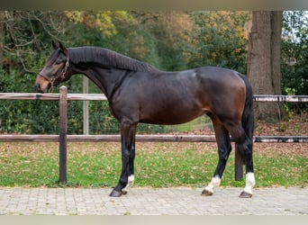 Sangre fría del sur de Alemania, Semental, 2 años, 168 cm, Castaño
