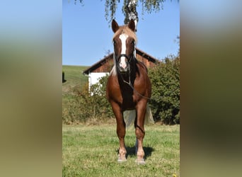 Sangre fría del sur de Alemania, Semental, 3 años, 165 cm, Alazán-tostado