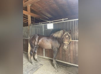 Sangre fría del sur de Alemania, Semental, 3 años, 167 cm, Alazán-tostado