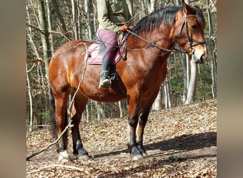 Sangre fría del sur de Alemania, Yegua, 10 años, 165 cm, Castaño