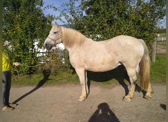 Sangre fría del sur de Alemania, Yegua, 14 años, 166 cm, Tordo ruano