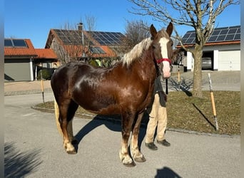 Sangre fría del sur de Alemania, Yegua, 3 años, 160 cm, Alazán-tostado