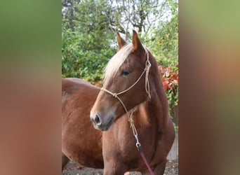 Sangre fría del sur de Alemania, Yegua, 3 años, 163 cm, Alazán-tostado