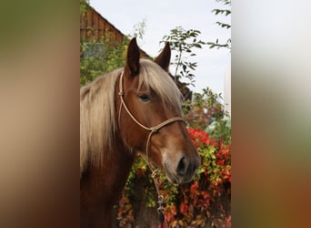 Sangre fría del sur de Alemania, Yegua, 3 años, 163 cm, Alazán-tostado