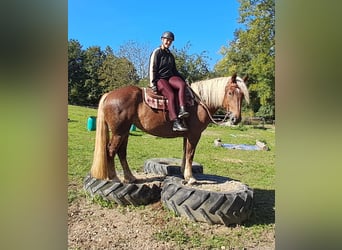 Sangre fría del sur de Alemania, Yegua, 4 años, 160 cm, Alazán-tostado