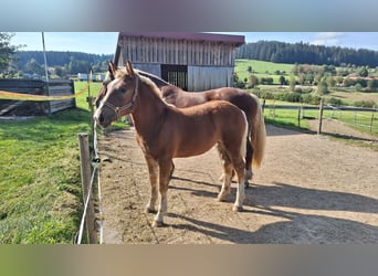 Sangre fría del sur de Alemania, Yegua, Potro (04/2024), 165 cm, Alazán-tostado