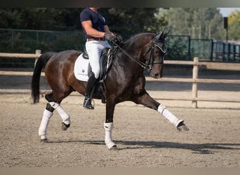 Sangre fría holandés, Caballo castrado, 10 años, 165 cm, Castaño oscuro