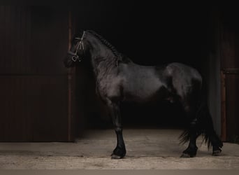 Sangre fría holandés, Caballo castrado, 4 años, 160 cm, Negro