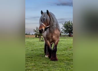 Sangre fría holandés, Caballo castrado, 6 años, 177 cm, Ruano alazán