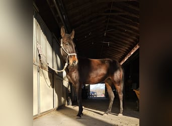 Sangre fría holandés, Yegua, 4 años, 152 cm, Castaño rojizo