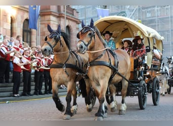 Sangre fría polaco, Caballo castrado, 11 años, 155 cm, Castaño