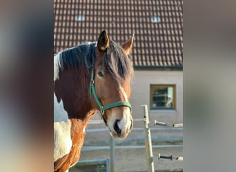 Sangre fría polaco, Caballo castrado, 12 años, 160 cm, Pío