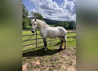 Sangre fría polaco, Caballo castrado, 13 años, 160 cm, Tordo rodado