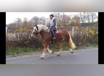 Sangre fría polaco, Caballo castrado, 13 años, 165 cm, Alazán