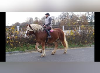 Sangre fría polaco, Caballo castrado, 13 años, 165 cm, Alazán