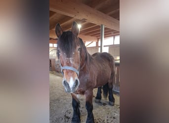 Sangre fría polaco, Caballo castrado, 14 años, 169 cm