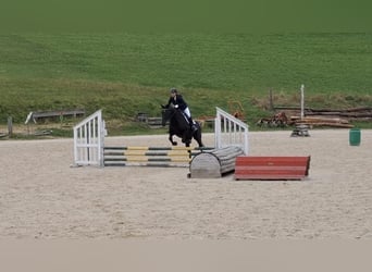 Sangre fría polaco, Caballo castrado, 17 años, 162 cm, Negro