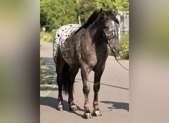 Sangre fría polaco, Caballo castrado, 2 años, 162 cm, Atigrado/Moteado