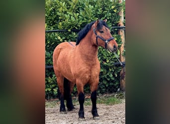Sangre fría polaco, Caballo castrado, 3 años, 146 cm, Castaño claro