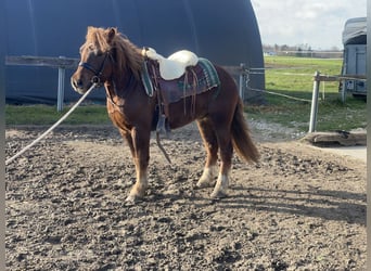 Sangre fría polaco Mestizo, Caballo castrado, 3 años, 147 cm, Alazán-tostado