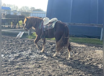 Sangre fría polaco Mestizo, Caballo castrado, 3 años, 147 cm, Alazán-tostado