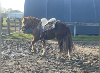 Sangre fría polaco Mestizo, Caballo castrado, 3 años, 147 cm, Alazán-tostado