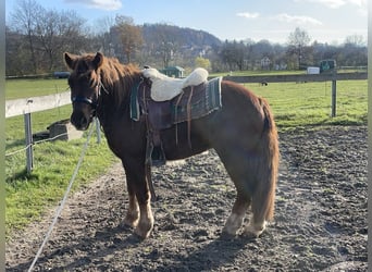 Sangre fría polaco Mestizo, Caballo castrado, 3 años, 147 cm, Alazán-tostado