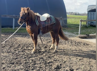 Sangre fría polaco Mestizo, Caballo castrado, 3 años, 147 cm, Alazán-tostado