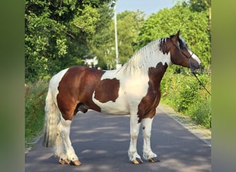 Sangre fría polaco, Caballo castrado, 3 años, 154 cm, Pío