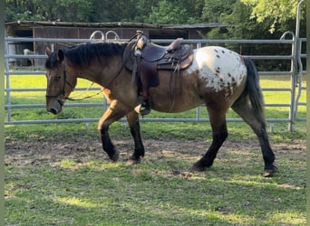 Sangre fría polaco Mestizo, Caballo castrado, 3 años, 157 cm, Atigrado/Moteado