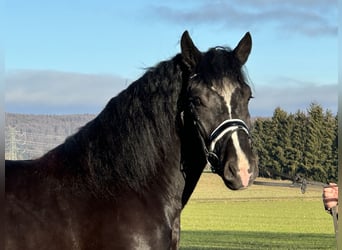 Sangre fría polaco, Caballo castrado, 3 años, 160 cm, Negro