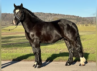 Sangre fría polaco, Caballo castrado, 3 años, 160 cm, Negro