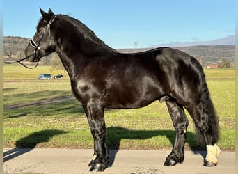 Sangre fría polaco, Caballo castrado, 3 años, 160 cm, Negro